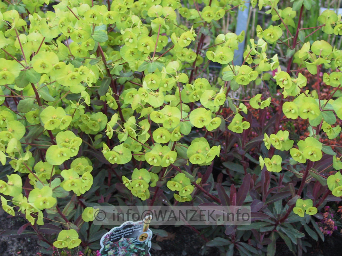 Euphorbia amygdaloides Purpurea 04.JPG
